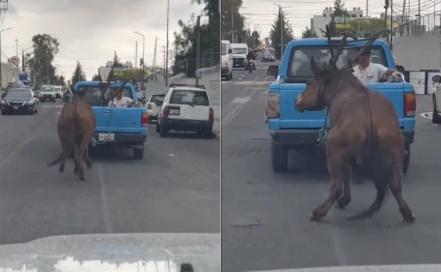 VIDEO. Otro caso de crueldad animal en Puebla, arrastran caballo con camioneta en Cholula