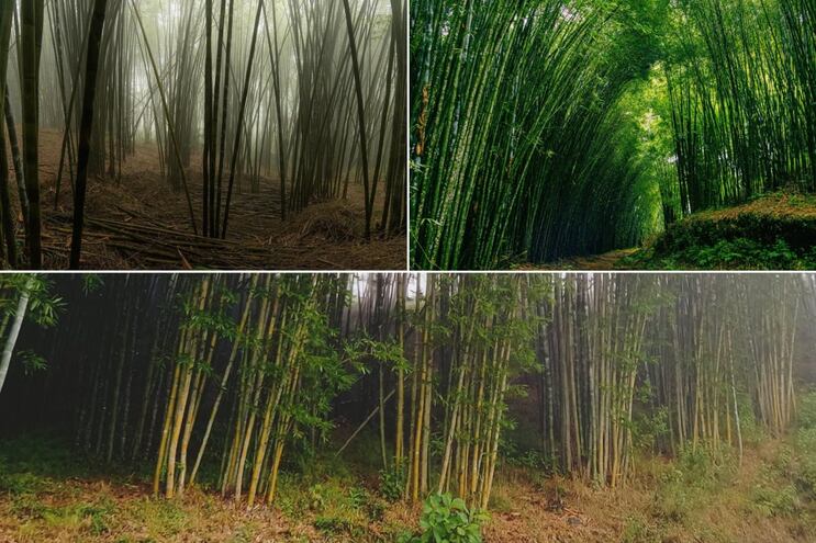 El bosque de bambú de Puebla donde puedes refrescarte con neblina y llovizna este verano
