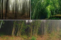 El bosque de bambú de Puebla donde puedes refrescarte con neblina y llovizna este verano