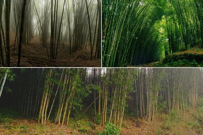 El bosque de bambú de Puebla donde puedes refrescarte con neblina y llovizna este verano