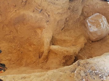 ¡Wow! Encuentran colmillo de mamut de casi 3 metros en Puebla