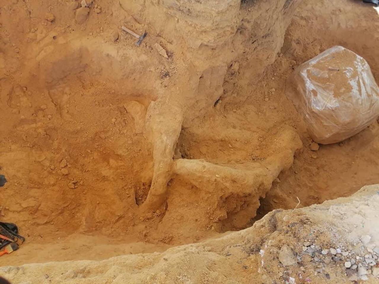 ¡Wow! Encuentran colmillo de mamut de casi 3 metros en Puebla