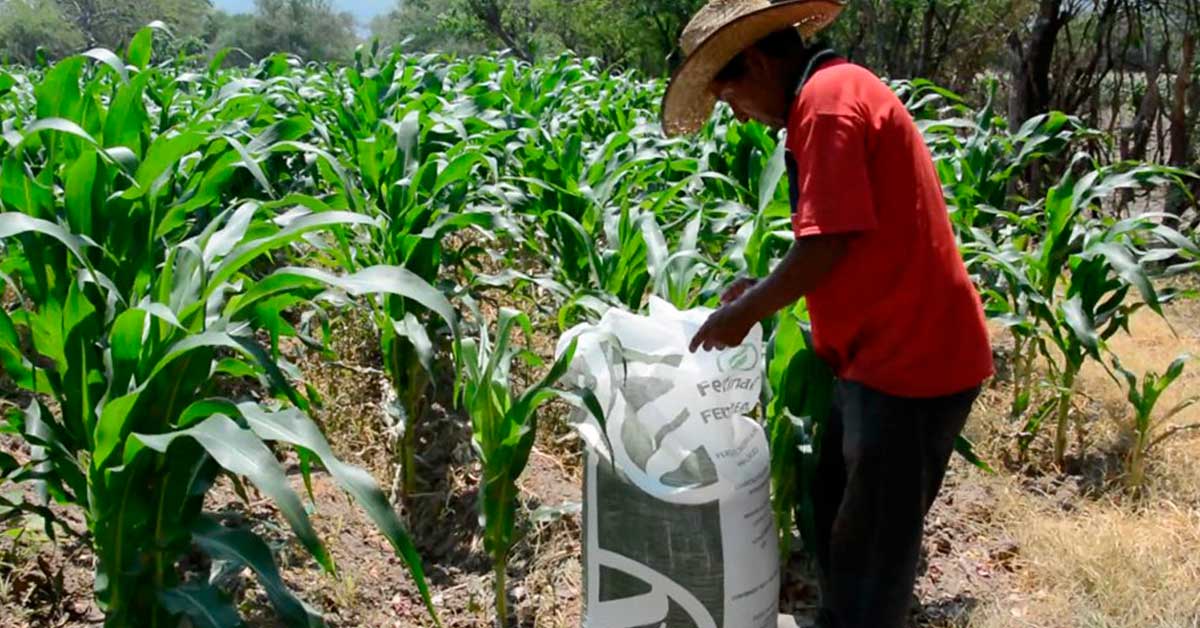 Si fuiste beneficiario del programa Fertilizantes para el Bienestar en 2023, solo necesitas esperar la publicación de la convocatoria en la página de la Secretaría de Agricultura y Desarrollo Rural y confirmar tu interés en participar nuevamente. 

Foto: Producción El Universal Puebla