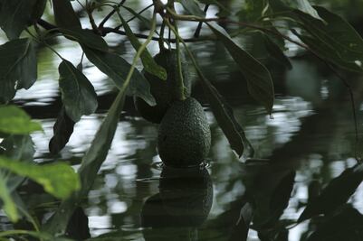 Hojas de aguacate. ¿Cuáles son sus propiedades curativas?