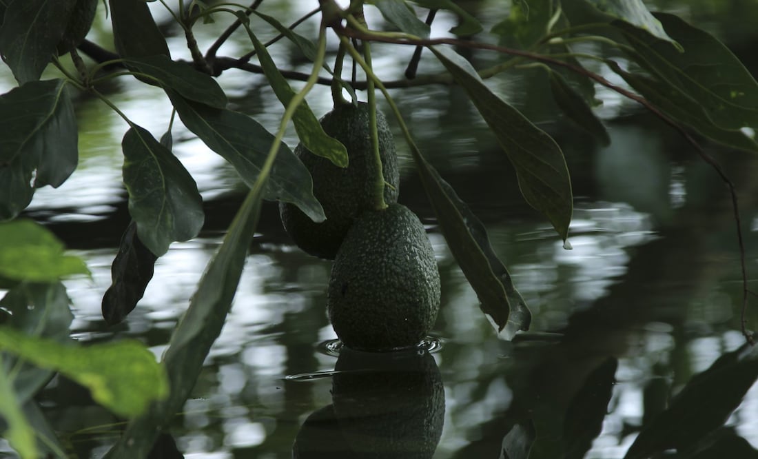 Las hojas del aguacate también pueden usarse como hierbas de olor. Foto: Cuartoscuro