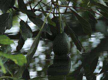 Hojas de aguacate. ¿Cuáles son sus propiedades curativas?