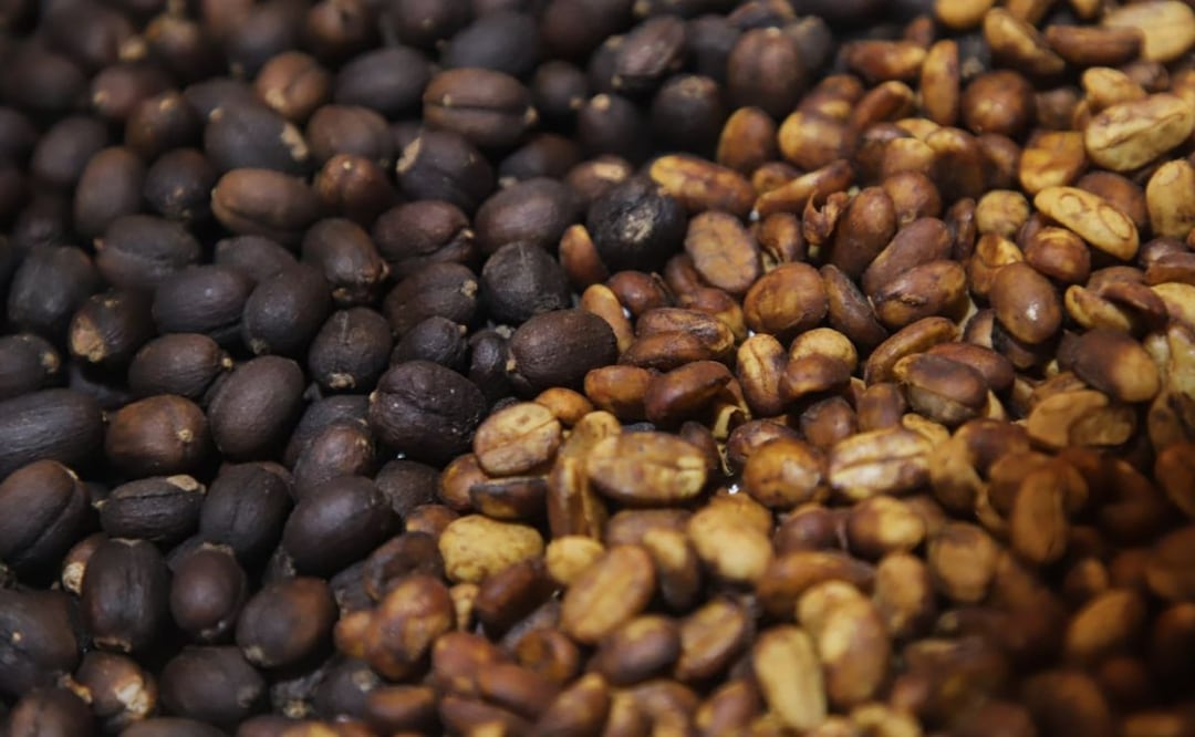 Uno de los principales alimentos que se obtuvieron del campo poblano durante el 2022 fue el café | Foto: Agencia Es Imagen para El Universal Puebla