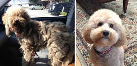Feliz Día del Perro. Fotos sorprendentes del antes y después de su adopción