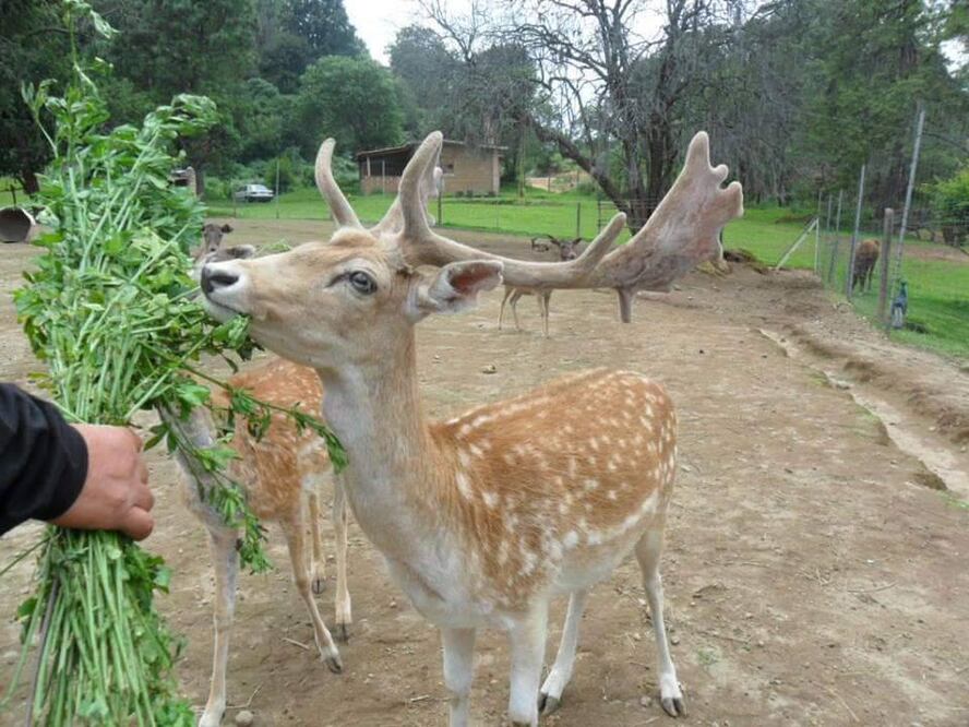 Rancho Nuevo Michapita | Foto: Ayuntamiento de Huaquechula