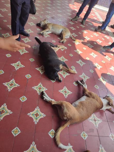 Drogan a perritos callejeros en Tehuacán ante visita del gobernador de Puebla