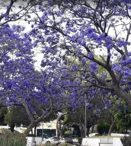 Las calles de Puebla con las jacarandas más bonitas