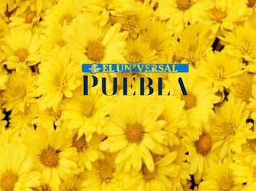 Esta es la razón por la que se regalan flores amarillas el 21 de septiembre