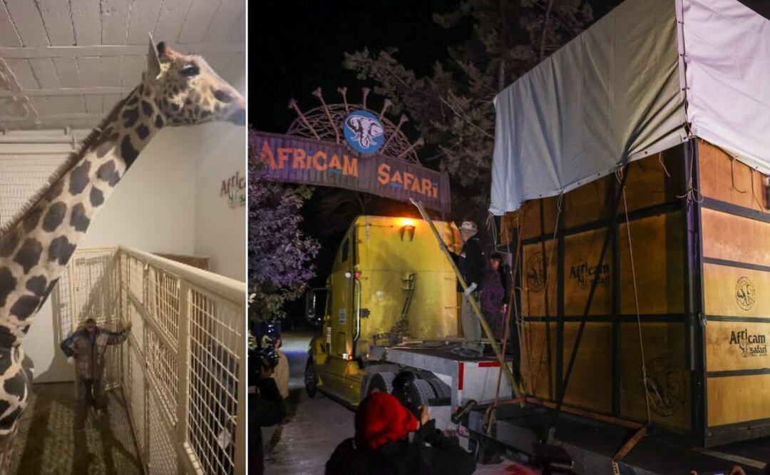 La jirafa Benito llegó a Africam Safari tras un viaje de 30 horas | Foto: Africam Safari / Agencia Es Imagen para El Universal Puebla