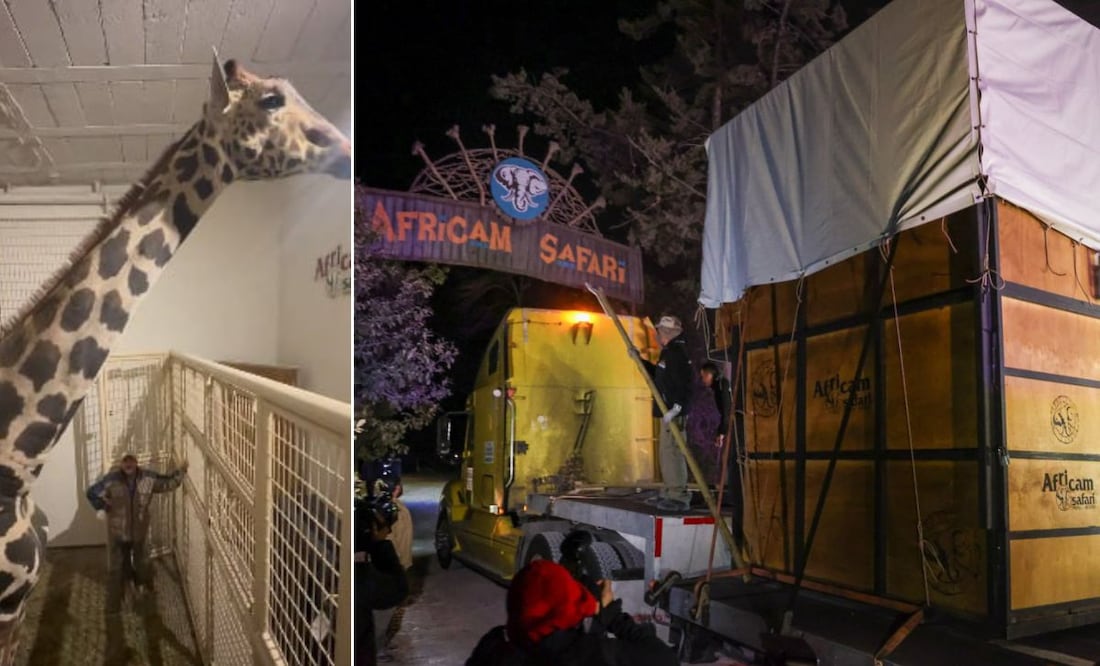 La jirafa Benito llegó a Africam Safari tras un viaje de 30 horas | Foto: Africam Safari / Agencia Es Imagen para El Universal Puebla