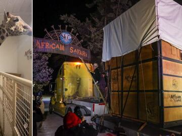 Benito ya está en Africam Safari, checa la crónica de su larga travesía