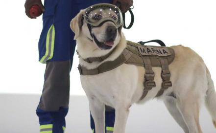 Frida, la perrita rescatista que vive en el corazón de los poblanos 
