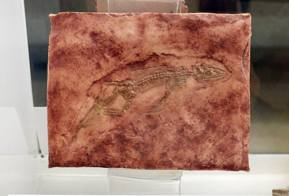 En la Cantera de Tlayúa se encontraron miles de fósiles con una edad aproximada de 100 a 105 millones de años | UNAM