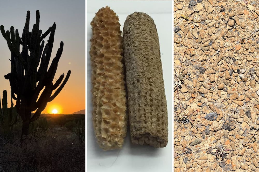 Tehuacán es el destino turístico que lo tiene todo para enamorarte | Foto: FB  Vagabundos Tours Tehuacán / FB Tortilla de Maíz Mexicana