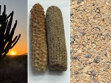 Te vas a enamorar de Tehuacán: fósiles, cactus gigantes y la cuna del maíz