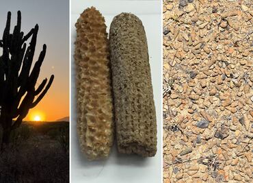 Te vas a enamorar de Tehuacán: fósiles, cactus gigantes y la cuna del maíz