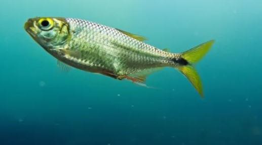 Este 4 de octubre se conmemora el Día Mundial de los Animales | Ajolote de Alchichia. | Sardinita de Tehuacán. Créditos iNaturalist