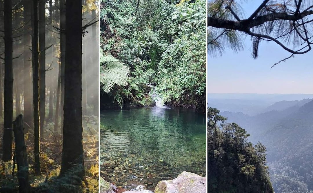 El Bosque de Niebla abarca varios municipios en el estado de Puebla | Foto: Facebook Bosque de Niebla