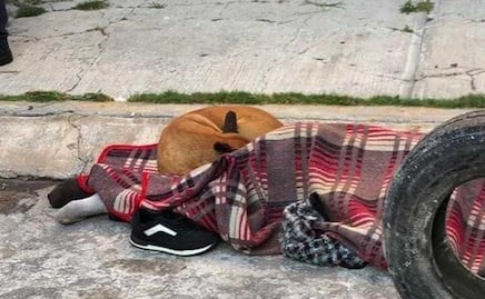 Resguarda perrito cadáver de su dueño que murió en la colonia Solidaridad