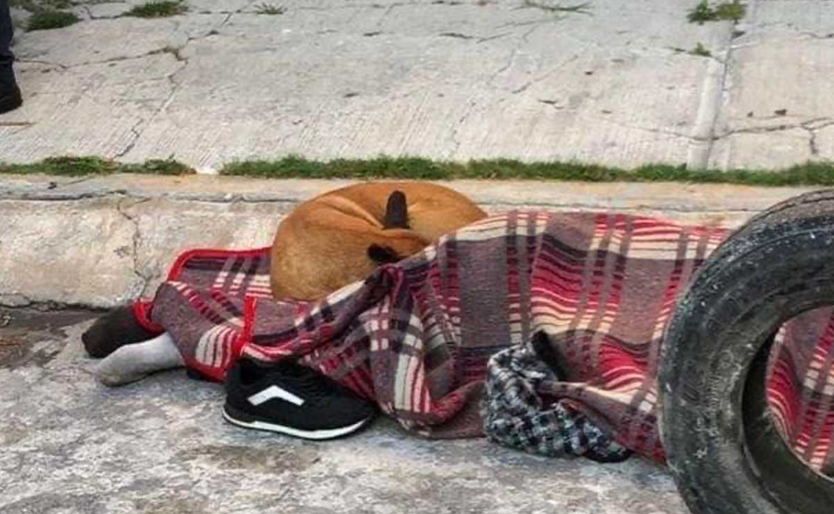 Resguarda perrito cadáver de su dueño que murió en la colonia Solidaridad
