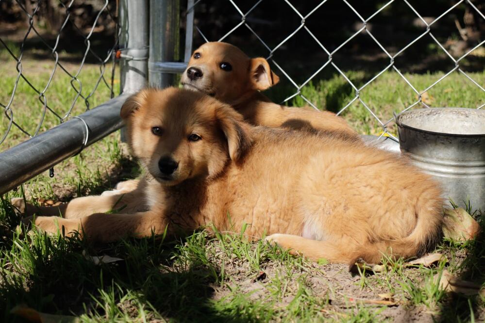 Se hizo un llamado a los poblanos a adoptar y no comprar mascotas | Foto: Agencia Es Imagen para El Universal Puebla