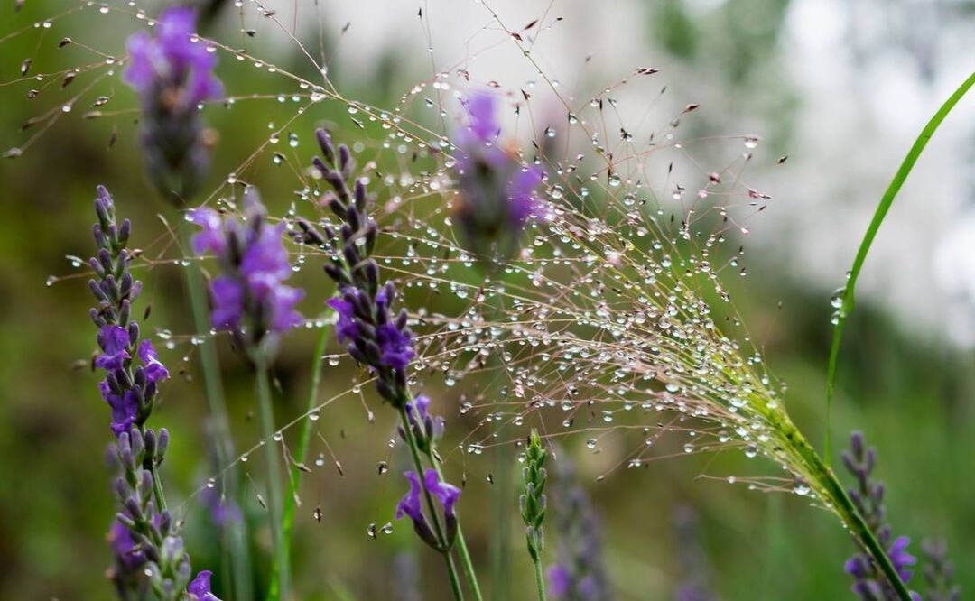 En Santa Rita Tlahuapan podrás encontrar estos hermosos campos de lavanda | Foto: Facebook Rancho Lavanda
