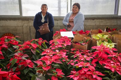 Tenango de las Flores, segundo productor estatal de Nochebuena