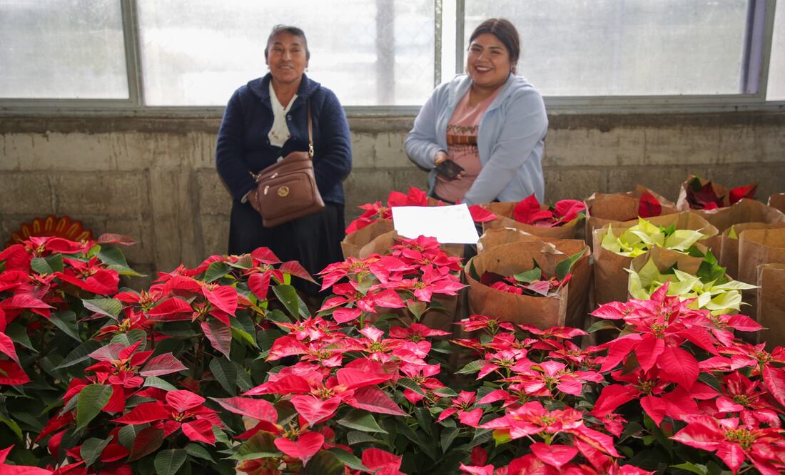 Tenango de las Flores es un gran productor de Nochebuena en el estado | Foto: Agencia Es Imagen para El Universal Puebla