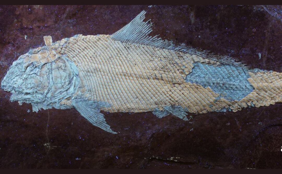 Este es un pez del antiguo mar en Puebla | Foto: Facebook Museo Regional Mixteco-Tlayúa