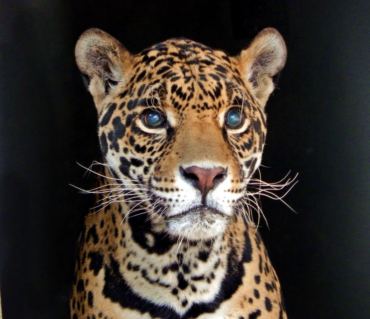 Foto: Africam Safari