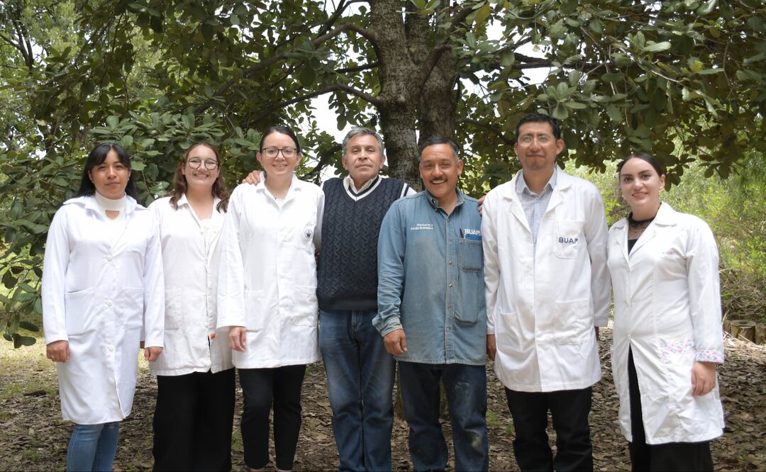Crean nanomateriales en la BUAP para combatir plagas por gusano barrenador | Foto: BUAP.