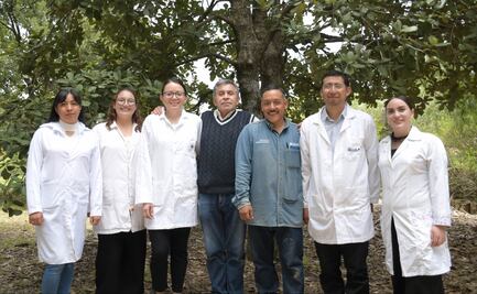 Crean nanomateriales en la BUAP para combatir plagas por gusano barrenador