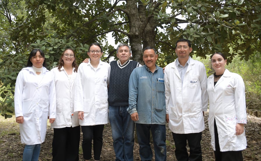Crean nanomateriales en la BUAP para combatir plagas por gusano barrenador