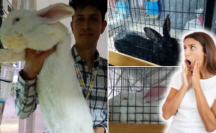Venta de conejos exóticos causa asombro en la Feria de Puebla 2025