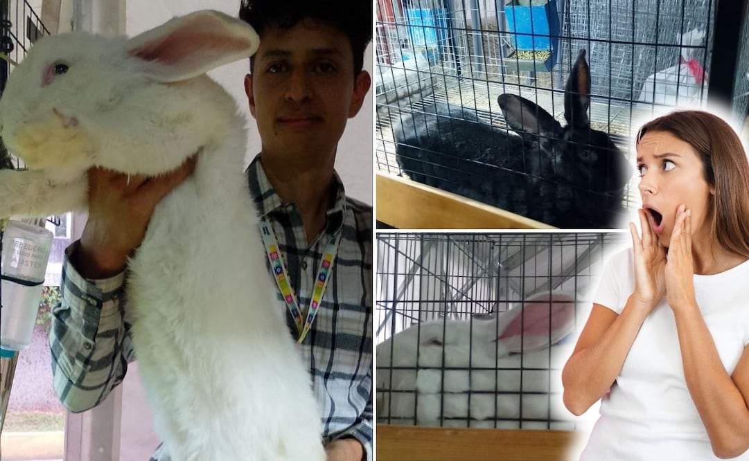 El conejo gigante de Flandes y otras especies están en venta en la Feria de Puebla | Foto: Liliana Alcántara
