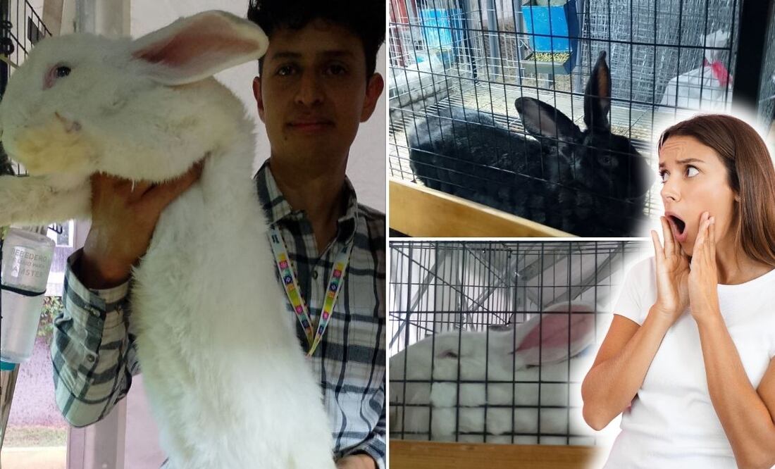 El conejo gigante de Flandes y otras especies están en venta en la Feria de Puebla | Foto: Liliana Alcántara