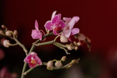 En este municipio están las orquídeas más bonitas de Puebla
