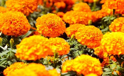 Flor de cempasúchil: Productores de Atlixco esperan compradores de Texas