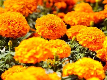 Flor de cempasúchil: Productores de Atlixco esperan compradores de Texas