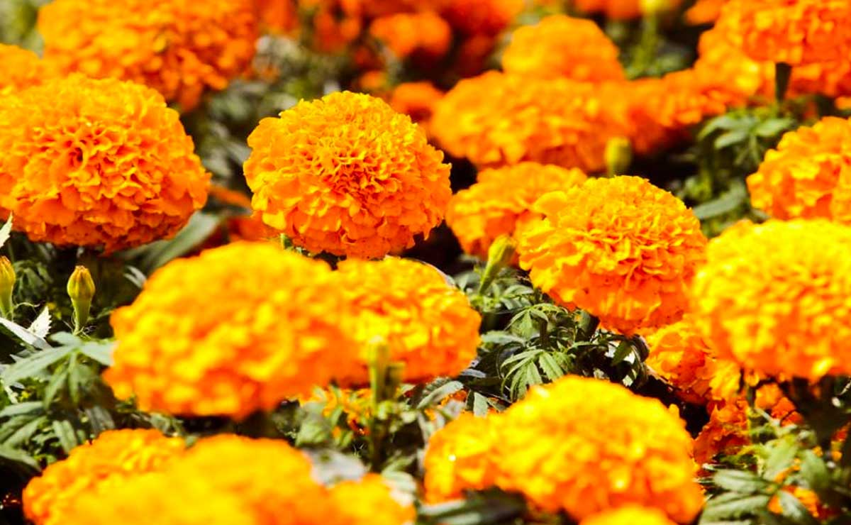 Flor de cempasúchil: Productores de Atlixco esperan compradores de Texas