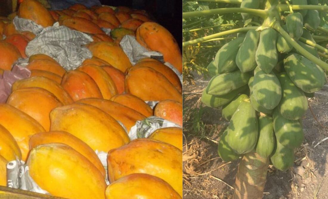 Papaya Maradol / Foto Redes Sociales