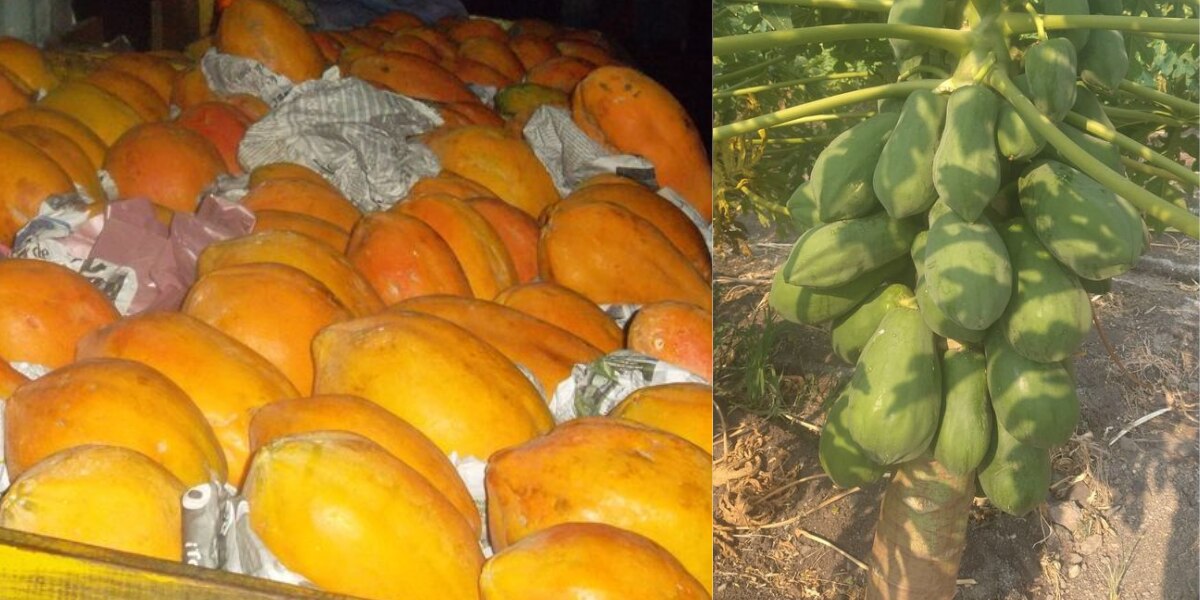 En Puebla también se cultiva papaya: Conoce los beneficios de esta fruta