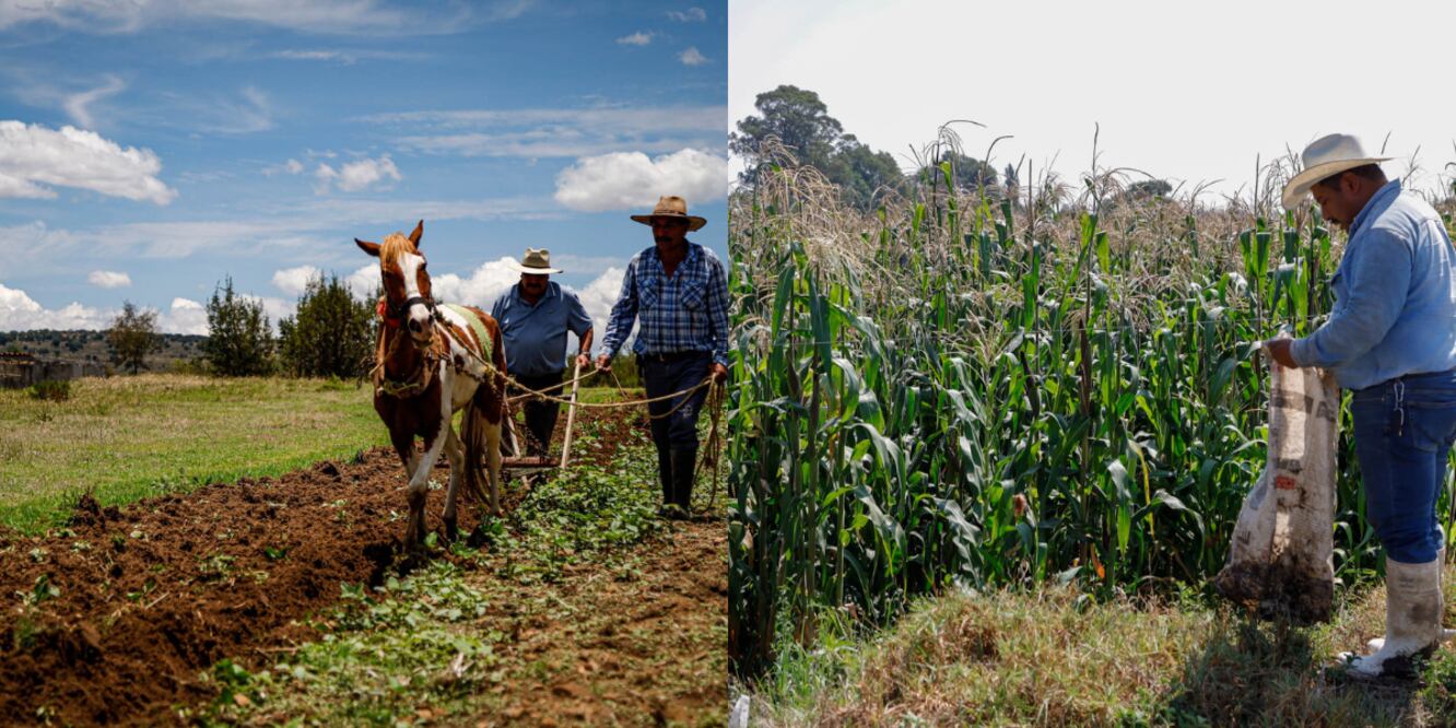 Cultivo de maíz en Puebla / Foto EsImagen