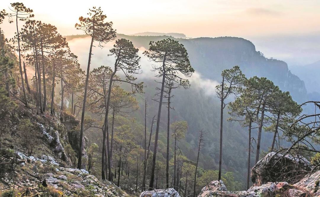 Proteger a la Sierra de Manantlán de la minería es el objetivo de ambos activistas. Foto: Especial