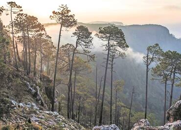 Levantan y liberan a dos activistas; señalan al CJNG