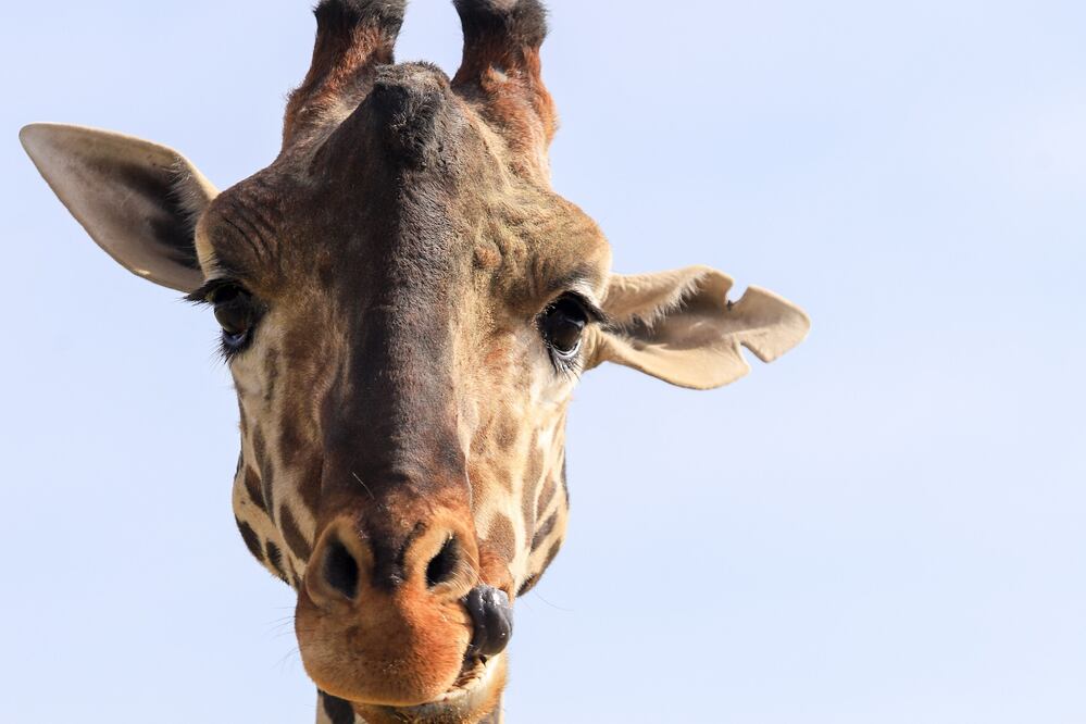 La jirafa Benito sigue causando revuelo en las redes sociales | Foto: EsImagen para El Universal Puebla